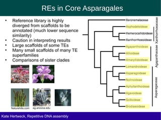 REs in Core Asparagales
Agapanthaceae Xanthorrhoeaceae
●
Reference library is highly
diverged from scaffolds to be
annotated (much lower sequence
similarity)
●
Caution in interpreting results
●
Large scaffolds of some TEs
●
Many small scaffolds of many TE
superfamilies
●
Comparisons of sister clades
Asparagaceae
Naturehills.com ag.arizona.edu
Kate Hertweck, Evolutionary effects of junk DNA
Repetitive DNA assembly