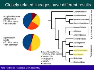 Closely related lineages have different results
Agapanthaceae Xanthorrhoeaceae
Aphyllanthoideae
Aphyllanthes
2.7 billion reads
436 scaffolds
Agavoideae
Hosta
4.7 billion reads
1084 scaffolds*
Asparagaceae
other (RC, satellite, low
complexity, simple repeats)
% Copia LTRs
% Gypsy LTRs
% LINEs
% DNA TEs
Kate Hertweck, Evolutionary effects of junk DNA
Repetitive DNA assembly