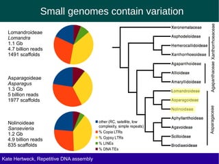Small genomes contain variation
Agapanthaceae Xanthorrhoeaceae
Lomandroideae
Lomandra
1.1 Gb
4.7 billion reads
1491 scaffolds
Asparagoideae
Asparagus
1.3 Gb
5 billion reads
1977 scaffolds
Asparagaceae
Nolinoideae other (RC, satellite, low
complexity, simple repeats)
Sansevieria
% Copia LTRs
1.2 Gb
% Gypsy LTRs
4.9 billion reads
835 scaffolds % LINEs
% DNA TEs
Kate Hertweck, Evolutionary effects of junk DNA
Repetitive DNA assembly