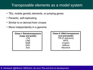 Transposable elements as a model system
K. Hertweck (@k8hert), NESCent, de novo TEs and time to development
●
TEs, mobile genetic elements, or jumping genes
●
Parasitic, self-replicating
●
Similar to or derived from viruses
●
Move independently in a genome
Class I: Retrotransposons
(copy and paste)
LTR
LINE
SINE
ERV
SVA
Class II: DNA transposons
(cut and paste)
TIR (P elements)
MITE
Crypton
Helitron
Maverick
 