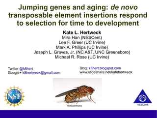 Jumping genes and aging: de novo
transposable element insertions respond
to selection for time to development
Kate L. Hertweck
Mira Han (NESCent)
Lee F. Greer (UC Irvine)
Mark A. Phillips (UC Irvine)
Joseph L. Graves, Jr. (NC A&T, UNC Greensboro)
Michael R. Rose (UC Irvine)
Twitter @k8hert
Google+ k8hertweck@gmail.com
Blog: k8hert.blogspot.com
www.slideshare.net/katehertweck
Wikicommons
 