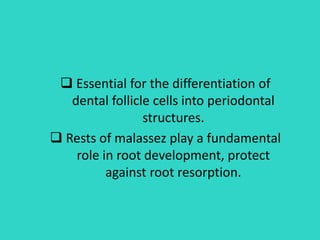  Essential for the differentiation of
dental follicle cells into periodontal
structures.
 Rests of malassez play a fundamental
role in root development, protect
against root resorption.
 