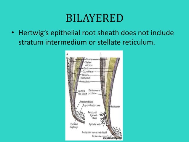 HERTWIG’S EPITHELIAL ROOTH SHEATH | PPTX