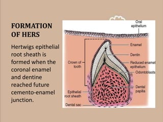 FORMATION
OF HERS
Hertwigs epithelial
root sheath is
formed when the
coronal enamel
and dentine
reached future
cemento-enamel
junction.
 