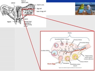 Comprehensive Overview of Female Reproductive System Physiology and ...