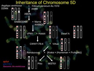 dpTa1 pSc119.2 Genomic  Ae.ventricosa Inheritance of Chromosome 5D Aegilops ventricosa DDNN ABDN AABBDDNN Marne AABBDD CWW1176-4 Rendezvous Piko VPM1 Dwarf A 96ST61 Virtue × × × × Hobbit × {Kraka × (Huntsman × Fruhgold)} Triticum persicum  Ac.1510 AABB 