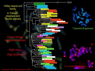 S.vav42!248 Afacer1 T.mono106/42!133pt1 T.mono106/42!155pt1 Ae.umb106/208!1911 Ae.umb106/208!1810 Ae.umb106/208!2012 S.vav147!259pt1 Pet w 25/208!088 Pet w 25/208!077 S.vav106/208!215pt1 S.vav106/208!204pt2 S.vav106/208!215pt2 S.vav25/208!182 S.mon42!136 Pet 22594 25/42!3324 Pet 22594 25/42!3425 CS/325/208!1820 S.vav25/208!193 T.tau25/147!2524pt2 CS/325/147!2322pt2 L.moll25/42!156 Pet w25/147!123 CS/325/208!1719 CS/325/147!2120 Pet w25/147!3231 Ae.umb25/147!124 Ae.umb25/208!168 L.moll25/42!167 119Repeat2 Pet w 25/208!099 S.mon147!1811 S.vav106/208!204pt1 119Repeat3 S.vav147!2711pt1 S.mon25/147!081 T.mono25/208!1212 S.vav42!237pt1 S.vav42!237pt2 T.tau25/147!2625 T.tau25/147!2726 Ae.umb25/208!157 T.tau25/208!1517 T.tau106/42!177 Ae.umb25/42!091 L.moll25/42!189 CS/325/208!1618 T.tau25/147!2524pt1 CS/325/147!2322pt1 Pet 22594 25/208!2325 Pet 22594 25/147!1918 Pet 22594 25/208!2426 T.tau25/208!1315 T.tau25/208!1416 Ae.umb25/147!135 Ae.umb25/147!146 Ae.umb25/208!179 915 120bp repeat unit family in  Triticum ,  Aegilops  and  Secale  species 119Repeat1 Homology between sequences 70-100% in  Triticum/Aegilops  and  Secale  species Contento, HH, Schwarzacher 2009 Pet 2259425!315 Colour blocks represent species High copy, High diversity T.tauschii  (D genome) S. cereale  (R genome) 