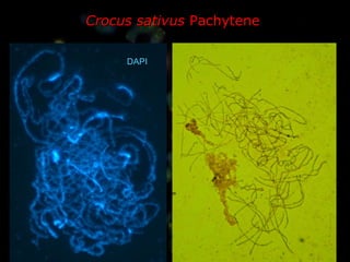 Crocus sativus  Pachytene DAPI 