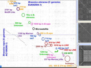700 bp hAT Microsatellite 715 bp hAT 1016 bp in LINE 258 MITE 402 bp hAT 237 bp Mariner Like Inversion 914 bp LINE 2781 bp MuDR Like  505 bp Unknown 1655 bp in  B.rapa 380 in  B.rapa 670 bp hAT 819 bp Unknown 524 bp SINE 216 bp SINE 1189 bp Mariner Like 3869 bp TE 1080 bp LINE 242,  644 & 274 bp SINEs Brassica oleracea  (C genome; EU642504.1)  Brassica rapa  (A genome; AC189298.1)  TEs in B. oleracea 1284 bp Unknown  