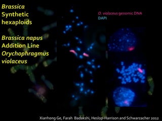 DAPI   O. violaceus  genomic DNA DAPI Xianhong Ge, Farah  Badakshi, Heslop-Harrison and Schwarzacher 2012 
