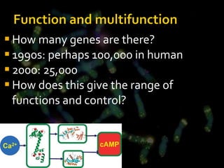 How many genes are there? 1990s: perhaps 100,000 in human 2000: 25,000 How does this give the range of functions and control? Najl Valeyev 