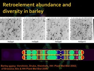 Gypsy  elements are present in 25% of all BAC clones  Barley gypsy: Vershinin, Druka, Kleinhofs, HH: Planf Mol Biol 2002; cf Brassica Alix & HH Plant Mol Biol 2005 