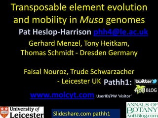 Transposable element evolution
and mobility in Musa genomes
Gerhard Menzel, Tony Heitkam,
Thomas Schmidt - Dresden Germany
Faisal Nouroz, Trude Schwarzacher
- Leicester UK
Pat Heslop-Harrison phh4@le.ac.uk
Pathh1:
www.molcyt.com UserID/PW ‘visitor’
.Slideshare.com pathh1
 