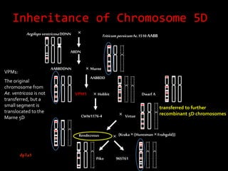 Inheritance of Chromosome 5D
dpTa1
×Aegilopsventricosa DDNN
ABDN
AABBDDNN Marne
AABBDD
CWW1176-4
Rendezvous
Piko
VPM1 Dwarf A
96ST61
Virtue
×
×
×
Hobbit
× {Kraka×(Huntsman × Fruhgold)}
Triticum persicum Ac.1510 AABB
VPM1:
The original
chromosome from
Ae. ventricosa is not
transferred, but a
small segment is
translocated to the
Marne 5D
transferred to further
recombinant 5D chromosomes
 
