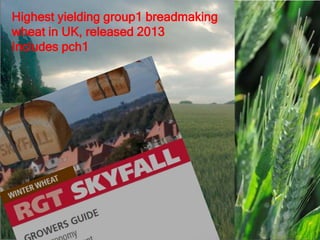 Highest yielding group1 breadmaking
wheat in UK, released 2013
Includes pch1
 