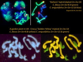 A garden plant in UK : Crocus ‘Golden Yellow’ triploid 2n=3x=14
C. flavus 2n=2x=8 (8 yellow) C. angustifolius 2n=2x=12 (6 green)
Orgaard, Jacobsen & HH
‘Stellaris’ hybrid diploid 2n=2x=10
C. flavus 2n=2x=8 (4 green)
C. angustifolius 2n=2x=12 (6 blue)
Orgaard & HH, Ann Bot
 