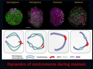 Mid Zygotene Pachytene DiploteneEarly Zygotene
Dynamics of centromeres during meiosis
 