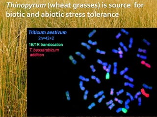 Thinopyrum (wheat grasses) is source for
biotic and abiotic stress tolerance
 