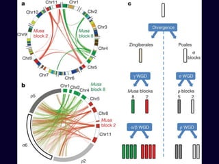 A D’Hont et al. Nature 000, 1-5 (2012) doi:10.1038/nature11241
Whole-genome duplication events.
 
