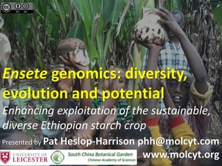 Ensete genomics: diversity,
evolution and potential
Enhancing exploitation of the sustainable,
diverse Ethiopian starch crop
Presented by Pat Heslop-Harrison phh@molcyt.com
www.molcyt.org
 
