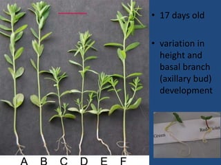 • 17 days old
• variation in
height and
basal branch
(axillary bud)
development
 