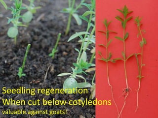 Seedling regeneration
When cut below cotyledons
valuable against goats!
 