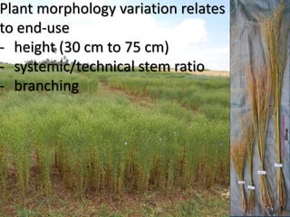 V
Plant morphology variation relates
to end-use
- height (30 cm to 75 cm)
- systemic/technical stem ratio
- branching
 