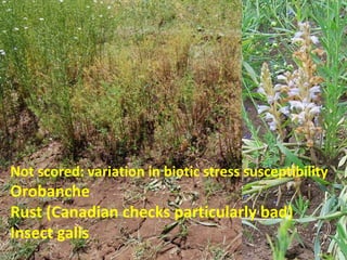 Not scored: variation in biotic stress susceptibility
Orobanche
Rust (Canadian checks particularly bad)
Insect galls
 