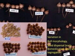Variation in
Boll morphology,
Seed dispersal (early
domestication char) and
segregation
 