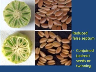 Reduced
false septum
- Conjoined
(paired)
seeds or
twinning
 