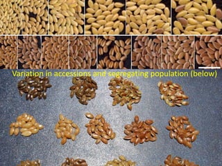 • Biodiversity in linseed seed size and colour.
Lower panel, centre right shows twinned
seeds; cf Fig. 7. (Bar: 10 mm)
• Fig. 7. Cross-section of bolls of linseed with A)
normal; and B) twin-seeds (bar = 3 mm),
showing the difference in development with
much reduced false septum resulting in
conjoined (paired) seeds (cf Fig. 6) or
twinning.
Variation in accessions and segregating population (below)
 