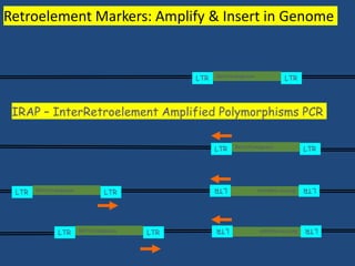Retroelement Markers: Amplify & Insert in Genome
Retrotransposon
LTR
LTR
Retrotransposon
LTR
LTR
Retrotransposon
LTR LTR
Retrotransposon
LTR
LTR
IRAP – InterRetroelement Amplified Polymorphisms PCR
Retrotransposon
LTR
LTR
Retrotransposon
LTR LTR
 