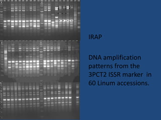 IRAP
DNA amplification
patterns from the
3PCT2 ISSR marker in
60 Linum accessions.
 