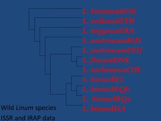 Wild Linum species
ISSR and IRAP data
L. hirsutumROU
L. volkensiiETH
L. trigynumFRA
L. austriacumRUS
L. austriacumDEU
L. flavumDNK
L. narbonenseCHE
L. bienneBEL
L. bienneIRQb
L. bienneIRQa
L. bienneUSA
 