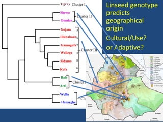 Linseed genotype
predicts
geographical
origin
Cultural/Use?
or Adaptive?
3
5
7
4
8
6
 