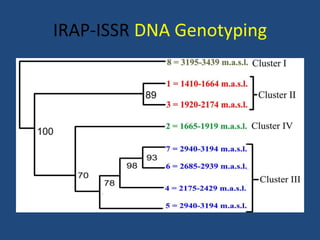 IRAP-ISSR DNA Genotyping
 