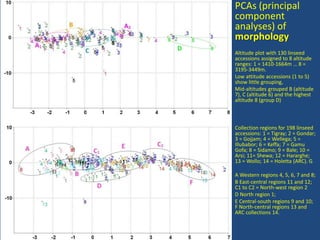 PCAs (principal
component
analyses) of
morphology
Altitude plot with 130 linseed
accessions assigned to 8 altitude
ranges: 1 = 1410-1664m … 8 =
3195-3449m.
Low attitude accessions (1 to 5)
show little grouping,
Mid-altitudes grouped B (altitude
7), C (altitude 6) and the highest
altitude 8 (group D)
Collection regions for 198 linseed
accessions: 1 = Tigray; 2 = Gondar;
3 = Gojjam; 4 = Wellega; 5 =
Illubabor; 6 = Keffa; 7 = Gamu
Gofa; 8 = Sidamo; 9 = Bale; 10 =
Arsi; 11= Shewa; 12 = Hararghe;
13 = Wollo; 14 = Holetta (ARC). G
A Western regions 4, 5, 6, 7 and 8;
B East-central regions 11 and 12;
C1 to C2 = North-west region 2
D North region 1;
E Central-south regions 9 and 10;
F North-central regions 13 and
ARC collections 14.
 