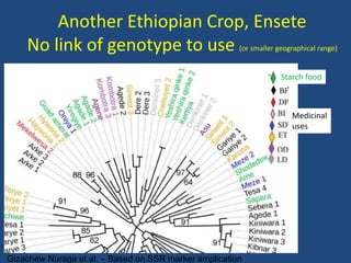 Another Ethiopian Crop, Ensete
No link of genotype to use (or smaller geographical range)
Medicinal
uses
Gizachew Nuraga et al. – Based on SSR marker amplication
Starch food
 
