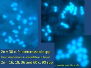 2n = 30 c. 9 intercrossable spp
Linum usitatissimum, L. angustifolium, L. bienne
2n = 16, 18, 36 and 60 c. 90 spp
L. austriacum L. (2n = 18)
 