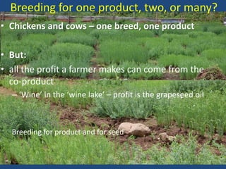 Breeding for one product, two, or many?
• Chickens and cows – one breed, one product
• But:
• all the profit a farmer makes can come from the
co-product
– ‘Wine’ in the ‘wine lake’ – profit is the grapeseed oil
Breeding for product and for seed
 