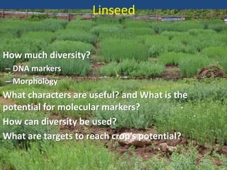 Linseed
How much diversity?
– DNA markers
– Morphology
What characters are useful? and What is the
potential for molecular markers?
How can diversity be used?
What are targets to reach crop’s potential?
 