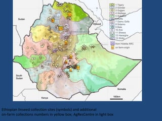 Ethiopian linseed collection sites (symbols) and additional
on-farm collections numbers in yellow box; AgResCentre in light box
 