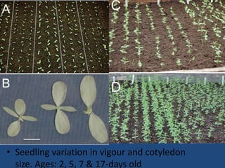 • Seedling variation in vigour and cotyledon
size. Ages: 2, 5, 7 & 17-days old
 
