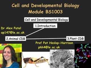 Cell and Developmental Biology Module BS1003 Cell and Developmental Biology 1.Introduction  2.Animal CDB 3.Plant CDB Dr Alex Patel [email_address] Prof Pat Heslop-Harrison [email_address] 