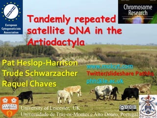 Tandemly repeated
satellite DNA in the
Artiodactyla
Pat Heslop-Harrison
Trude Schwarzacher
Raquel Chaves
University of Leicester, UK
Universidade de Trás-os-Montes e Alto Douro, Portugal
www.molcyt.com
Twitter/slideshare Pathh1
phh@le.ac.uk
 