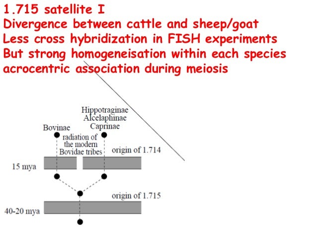 tandem repeats and satellite dna in bovideae colloquium on animal c tandem repeats