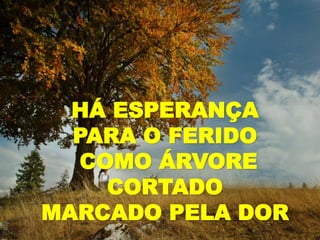HÁ ESPERANÇA
PARA O FERIDO
COMO ÁRVORE
CORTADO
MARCADO PELA DOR
 