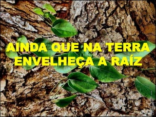AINDA QUE NA TERRA
ENVELHEÇA A RAÍZ
 