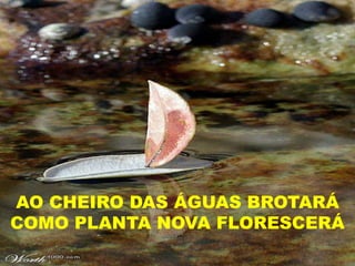AO CHEIRO DAS ÁGUAS BROTARÁ
COMO PLANTA NOVA FLORESCERÁ
 