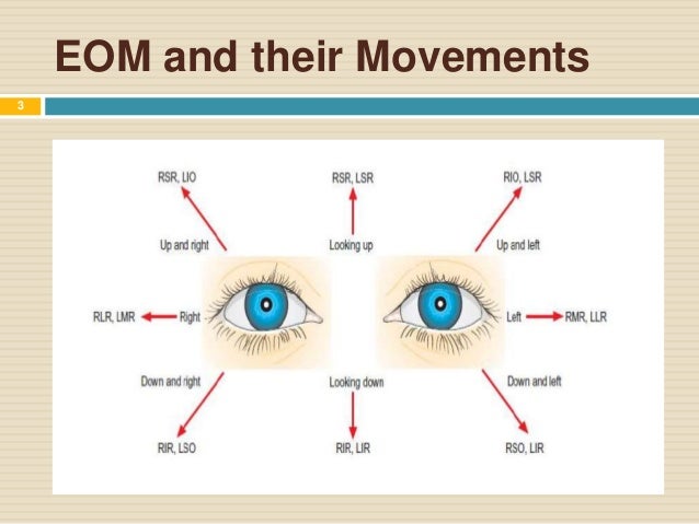 Eye Muscle Movement Chart